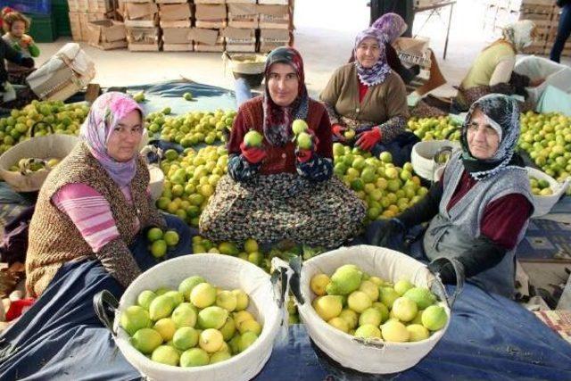 50 Milyon Ton Sebze Ve Meyvenin Yüzde 25'si Çöpe Gidiyor