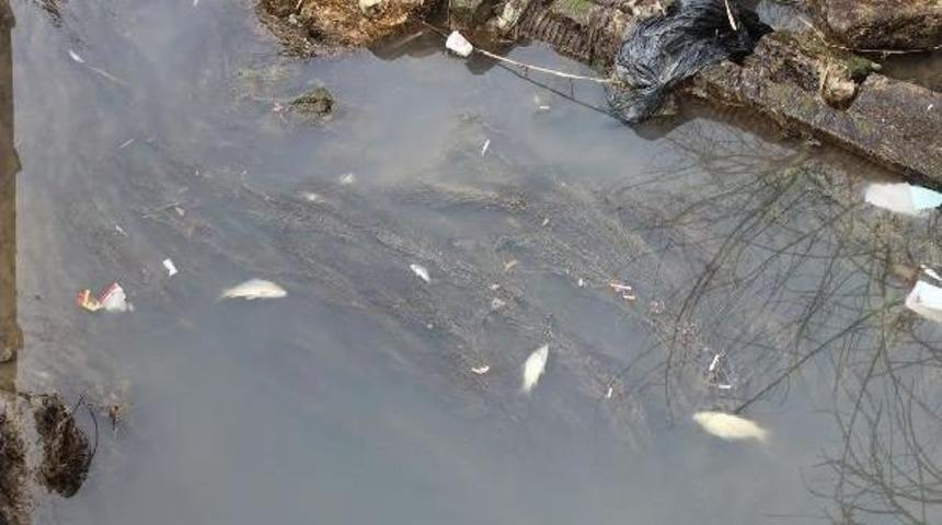 Sulama Kanalında Balık &Ouml;l&uuml;mleri