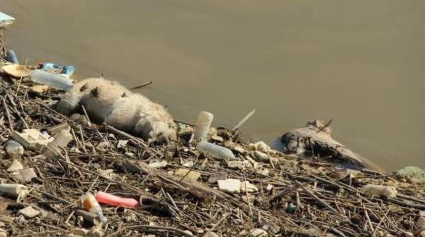 Menderes'e Atılan Hayvan Leşleri 'biyolojik Bomba' Oldu