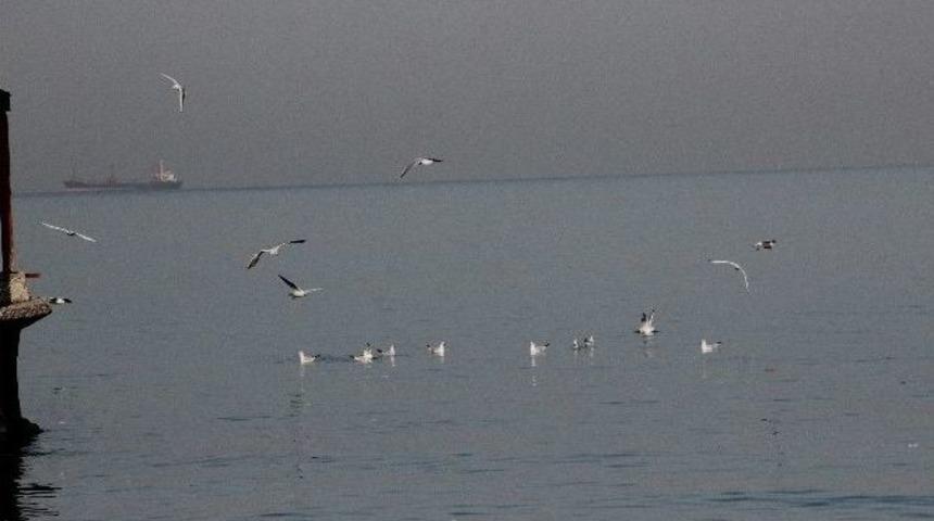 Martıların Simit Yarışı