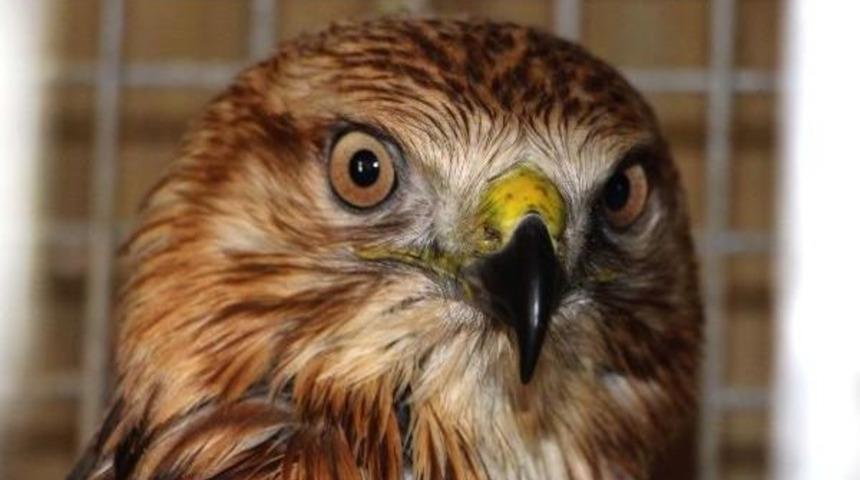 Doğada Yaralı Bulunan Yırtıcı Kuşlar Tedavi Altında