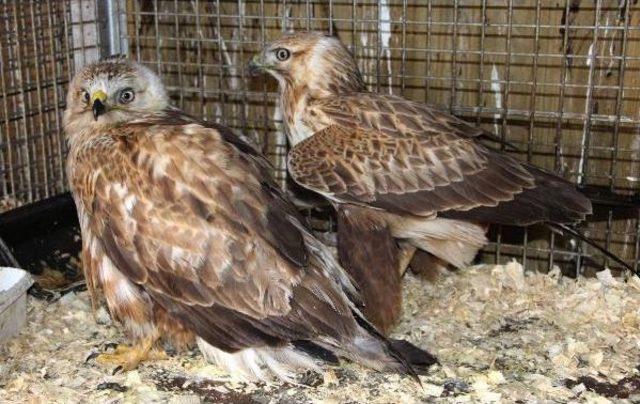 Doğada Yaralı Bulunan Yırtıcı Kuşlar Tedavi Altında 1