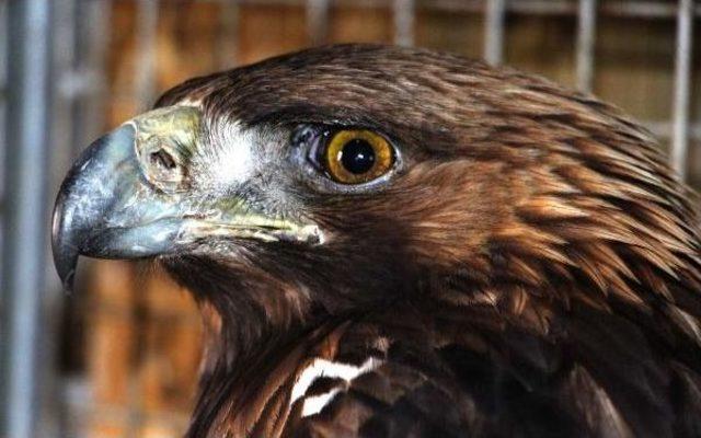 Doğada Yaralı Bulunan Yırtıcı Kuşlar Tedavi Altında 2