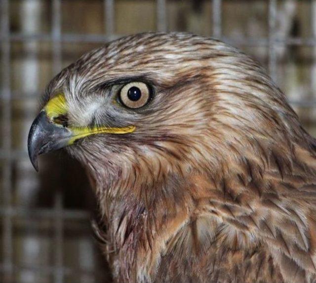 Doğada Yaralı Bulunan Yırtıcı Kuşlar Tedavi Altında 3