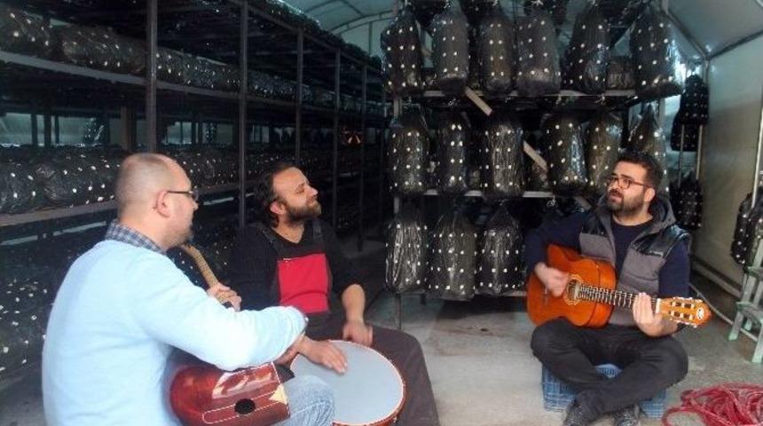 M&uuml;zikli Terapiyle İstiridye Mantarı Yetiştiriyor