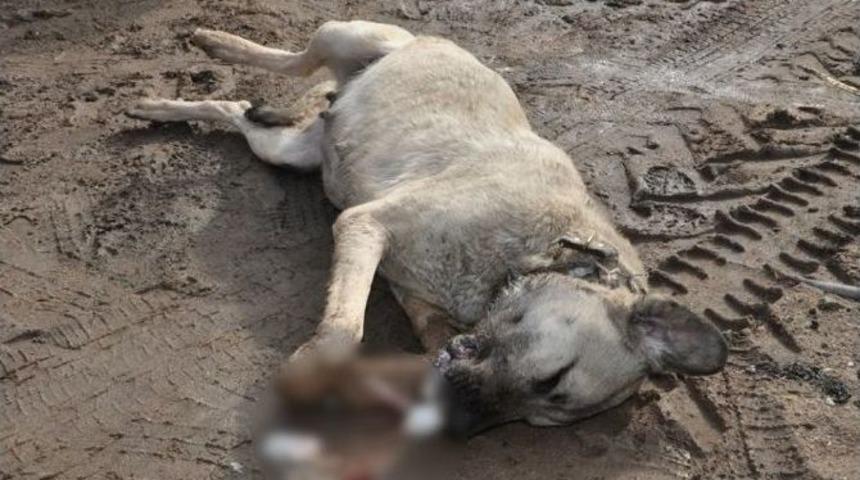 Kırıkkale&rsquo;de K&ouml;pek Katliamı