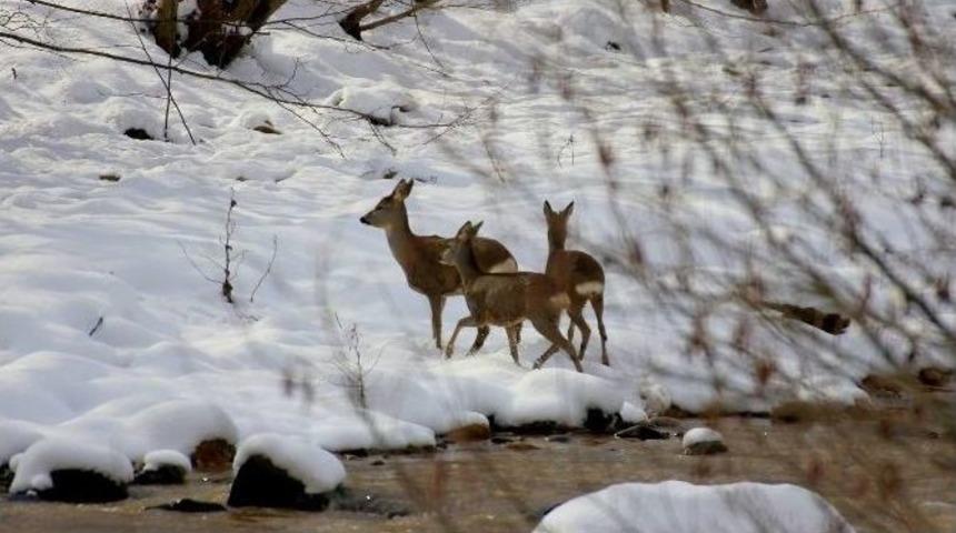 Ordu&rsquo;da A&ccedil; Kalan Ceylanlar Şehir Merkezine İndi