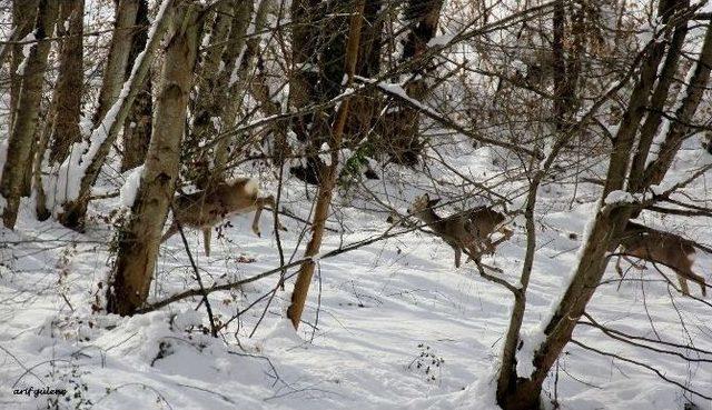 Ordu’da Aç Kalan Ceylanlar Şehir Merkezine İndi