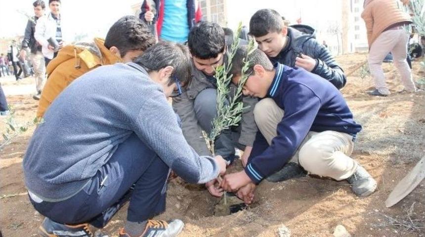 Cami Bah&ccedil;esine Zeytin Fidanları Dikildi