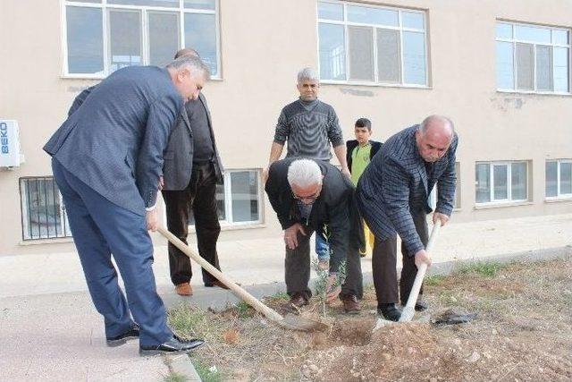 Cami Bahçesine Zeytin Fidanları Dikildi