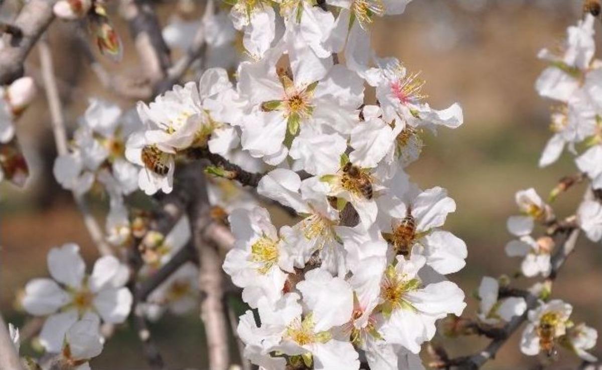 Bademler &Ccedil;i&ccedil;ek A&ccedil;tı, Arılar Adeta Bayram Etti