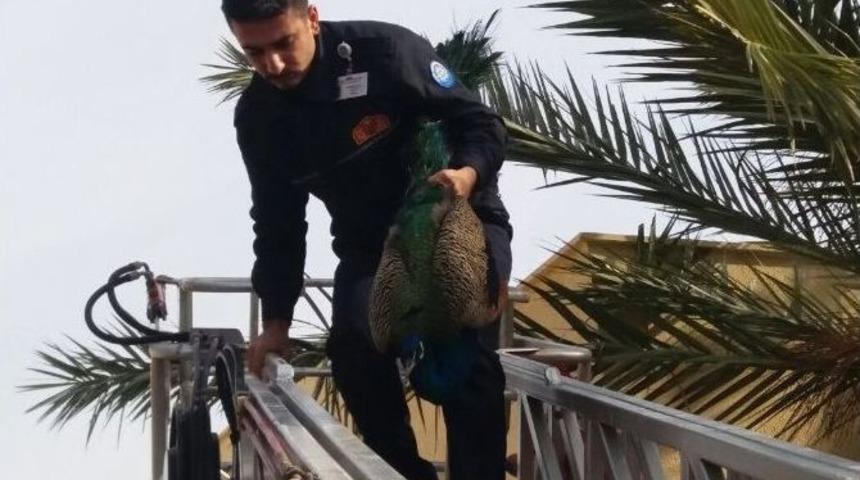 Tavus Kuşu Bodrumluları Seferber Etti