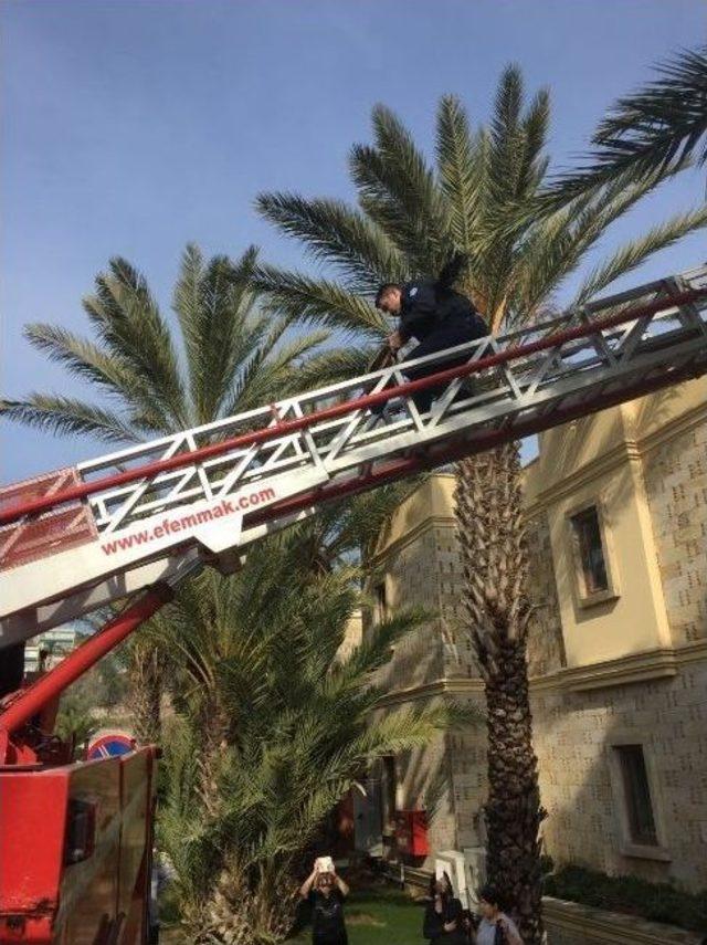 Tavus Kuşu Bodrumluları Seferber Etti 1