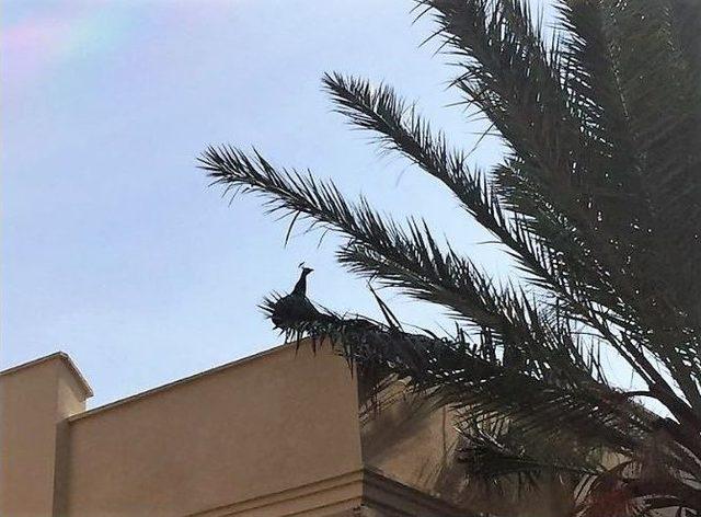 Tavus Kuşu Bodrumluları Seferber Etti 2