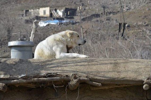 Boynuna İp Dolanan Köpek Kurtarıldı