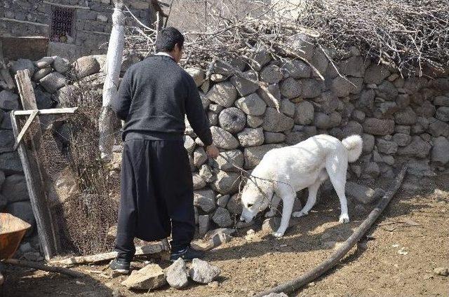 Boynuna İp Dolanan Köpek Kurtarıldı