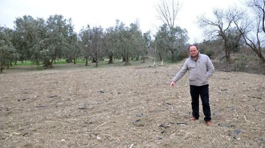 (&ouml;zel Haber) Bu Tarlalara K&ouml;stebek Değil Hırsız Dadandı