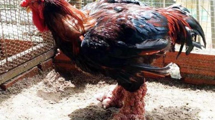 Bodrum'da Ejderha Tavuğu Yetiştirdiler