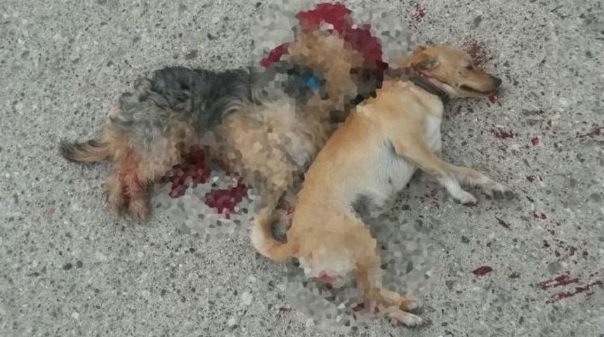 Kemer&rsquo;de İki K&ouml;peğin &rsquo;kasten Ezildiği&rsquo; İddiası
