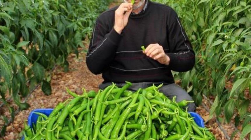 Biber &Uuml;reticilerinden Zirai Ila&ccedil; Tepkisi