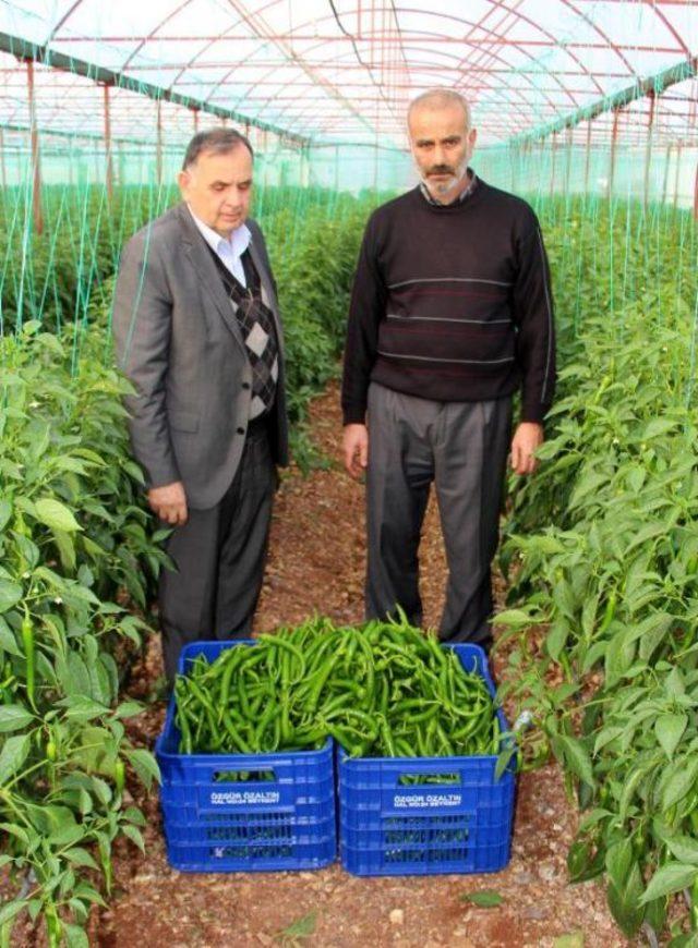 Biber Üreticilerinden Zirai Ilaç Tepkisi