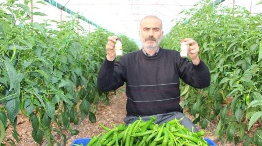 Antalyalı Biber Üreticilerinden Biberde Zirai İlaç Kullanımı Haberine Tepki