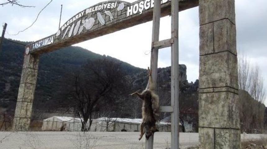 Tilkiyi &Ouml;ld&uuml;r&uuml;p Iple Direğe Astılar