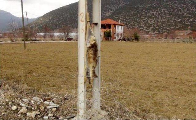 Tilkiyi Öldürüp Iple Direğe Astılar 1