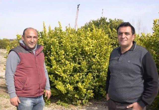 Yapay Zekayla Ilaçlama, Toprak Analizi Ve Sulama Yapılabilecek 1