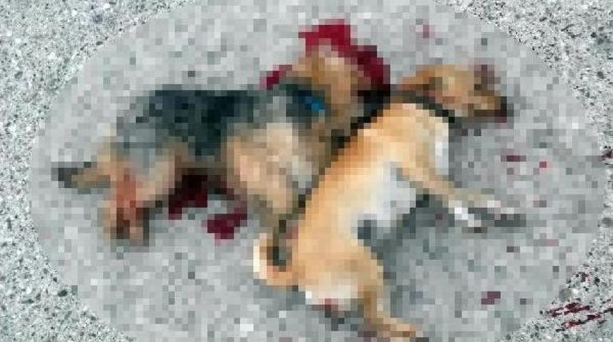 Minib&uuml;s&uuml;n Ezdiği K&ouml;peklerden Biri &Ouml;ld&uuml;