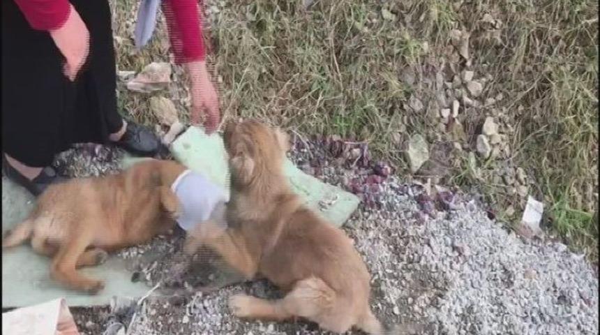 Kafası Yoğurt Kabına Sıkışan Yavru K&ouml;peği B&ouml;yle Kurtardılar