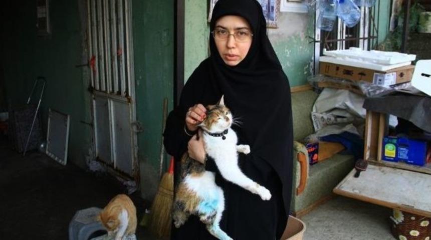 &Ouml;l&uuml;mden D&ouml;nen Kediler Yeni Yuvalarına Kavuştu