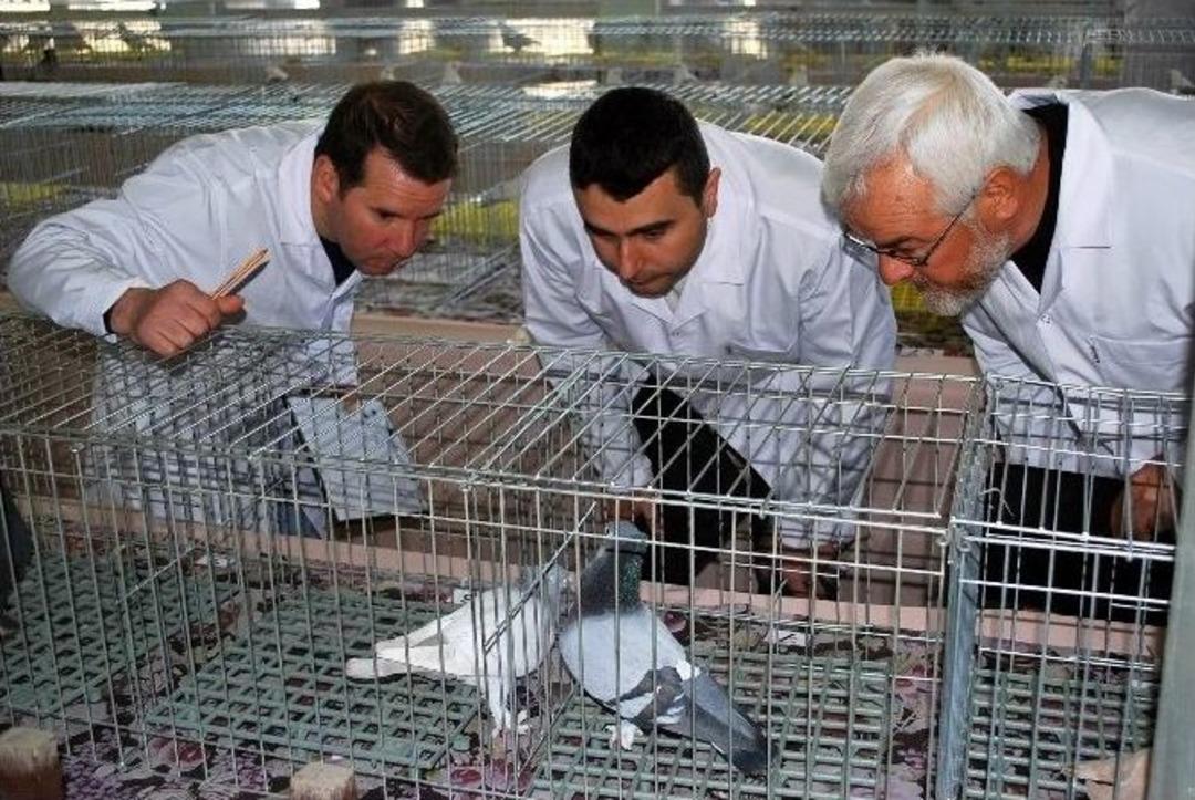 G&uuml;vercinler Salihli&rsquo;de Yarıştı