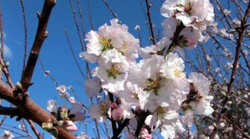 Fethiye'de Badem Ağa&ccedil;ları &Ccedil;i&ccedil;ek A&ccedil;tı