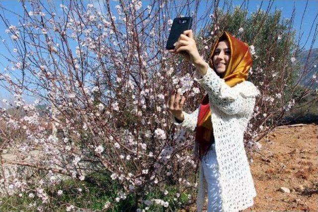 Fethiye'de Badem Ağaçları Çiçek Açtı