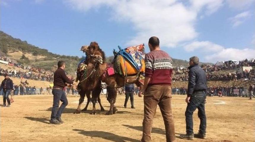Kuyucak Deve G&uuml;reşi Festivali Renkli Başladı