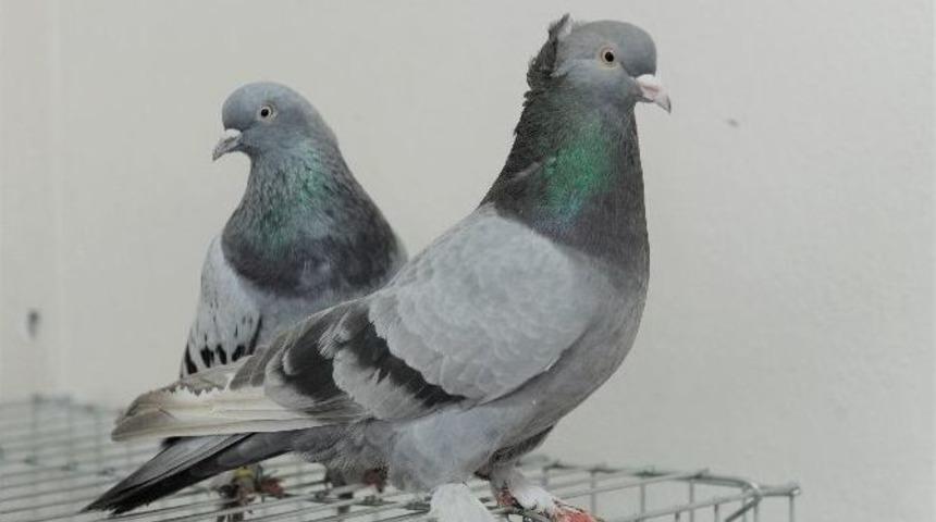 G&uuml;vercinleri Şehit Ve Gaziler İ&ccedil;in U&ccedil;uracaklar