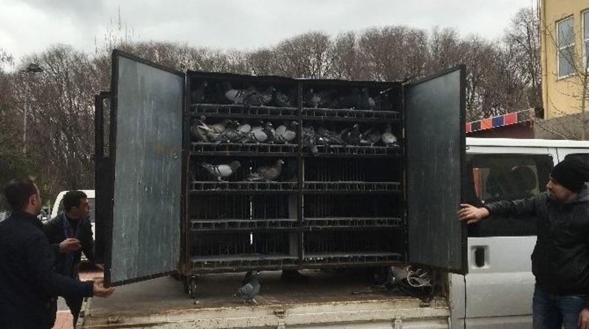 5. G&uuml;vercin Festivali D&uuml;zenlendi