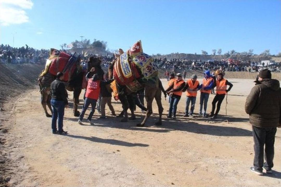 Deve G&uuml;reşlerinin Kırkpınar&rsquo;ı Edremit&rsquo;te Yapıldı