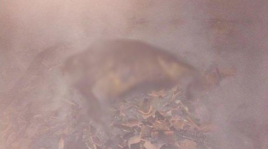 Ahırda Yakılan Soba 6 B&uuml;y&uuml;kbaşı Telef Etti