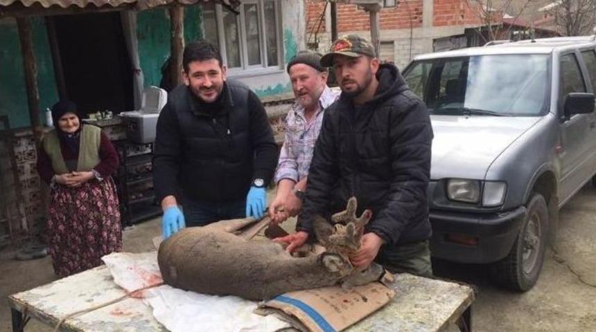 K&ouml;peklerin Saldırdığı Yaralı Karaca Kurtarıldı