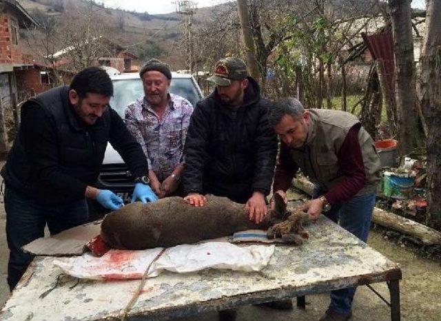 Köpeklerin Yaraladığı Karaca Tedaviye Alındı