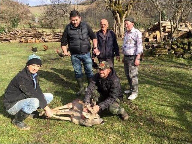 Köpeklerin Yaraladığı Karaca Tedaviye Alındı