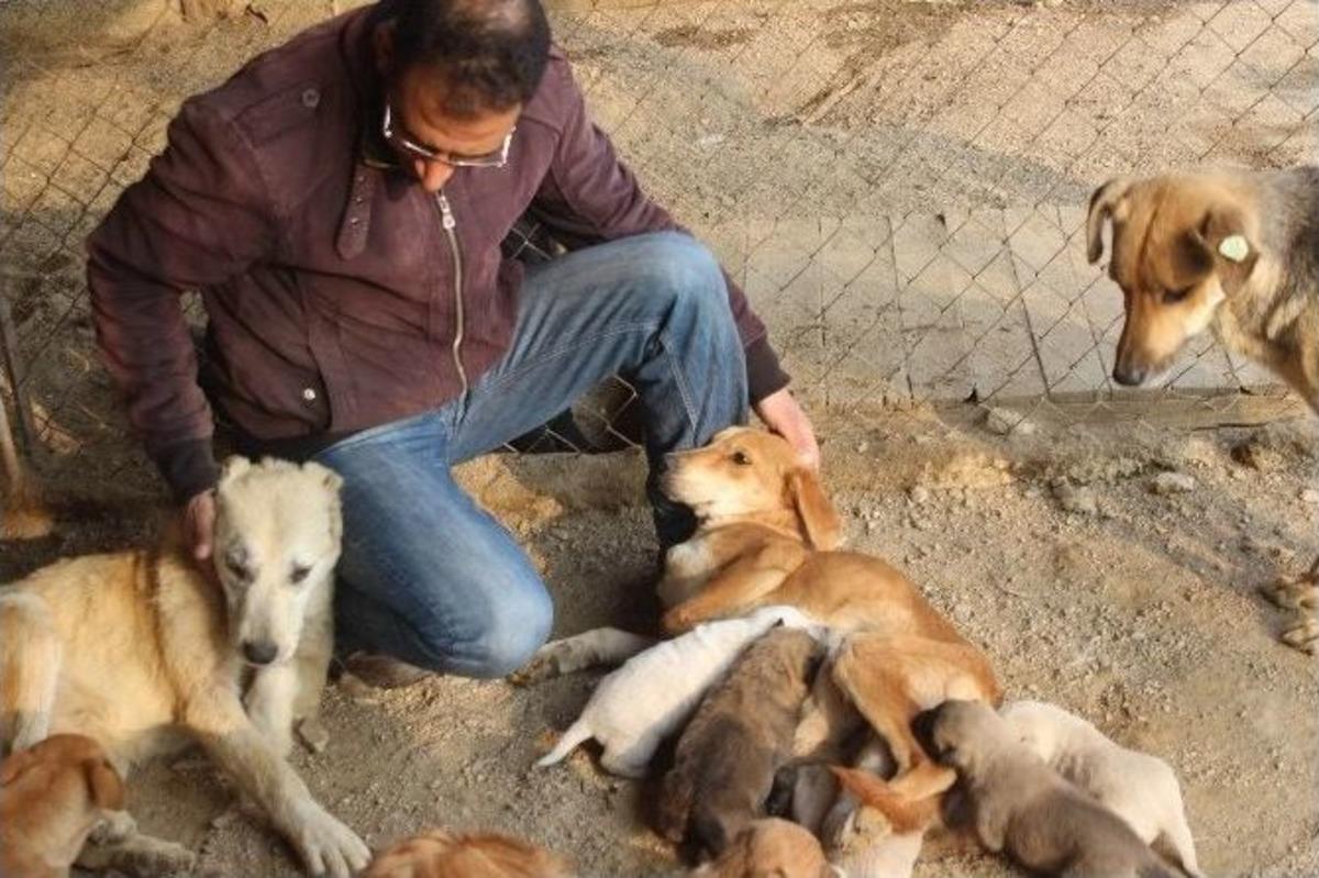 K&ouml;pek Deyip Ge&ccedil;meyin, Dişi K&ouml;peklerin Merhameti Şaşırttı