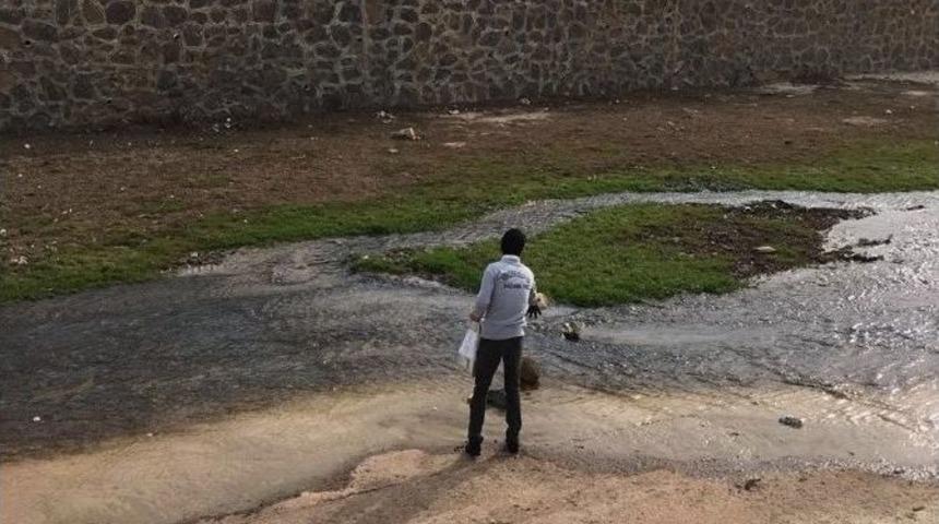 Viranşehir&rsquo;de Sivri Sinek M&uuml;cadelesi Erken Başladı