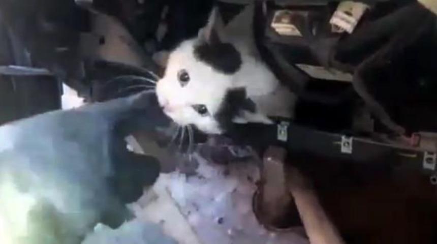 K&ouml;pekten Ka&ccedil;an Kedi, Girdiği Otomobilde Sıkıştı