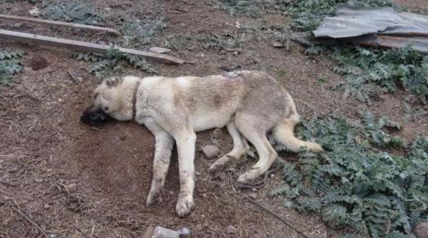 K&ouml;peğini Vurduğunu Iddia Ettiği Komşularından Şikayet&ccedil;i Oldu