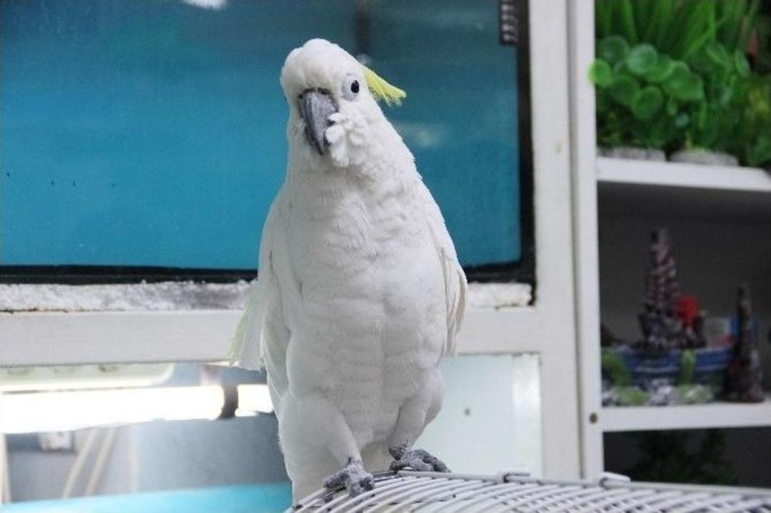 5 Asgari &Uuml;cret Fiyatında Papağan