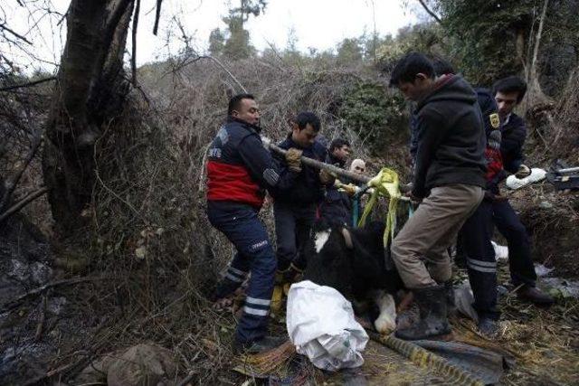 Mersin'de 12 Saatlik Inek Kurtarma Operasyonu