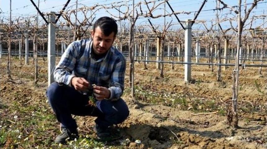 Sarıg&ouml;l&rsquo;de Papatyalar A&ccedil;tı